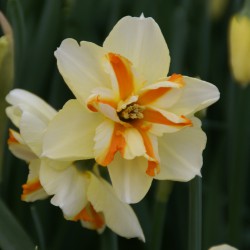 Narcissus 'Trepolo'