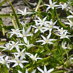 Ornithogalum montanum