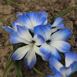 Tecophilaea cyanocrocus...