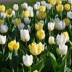 Tulipa 'Dynamic Spring'®