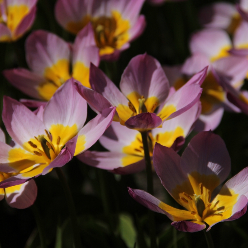 Tulipa bakeri 'Lilac Wonder'