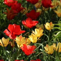 Tulipa batalinii mix