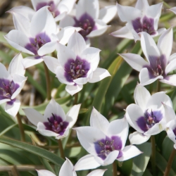 Tulipa humilis 'Alba...