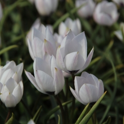 Tulipa humilis var....