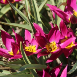 Tulipa humilis 'Violacea...