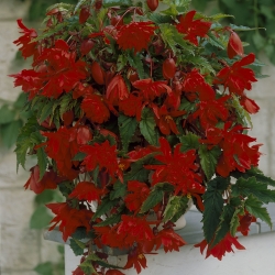 Begonia Pendula rood
