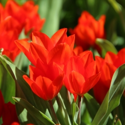 Tulipa praestans 'Fusilier'