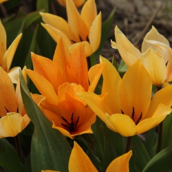 Tulipa praestans 'Shogun’®