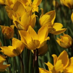 Tulipa sylvestris...