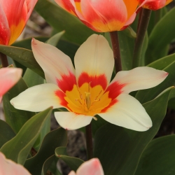 Tulipa 'Analita'