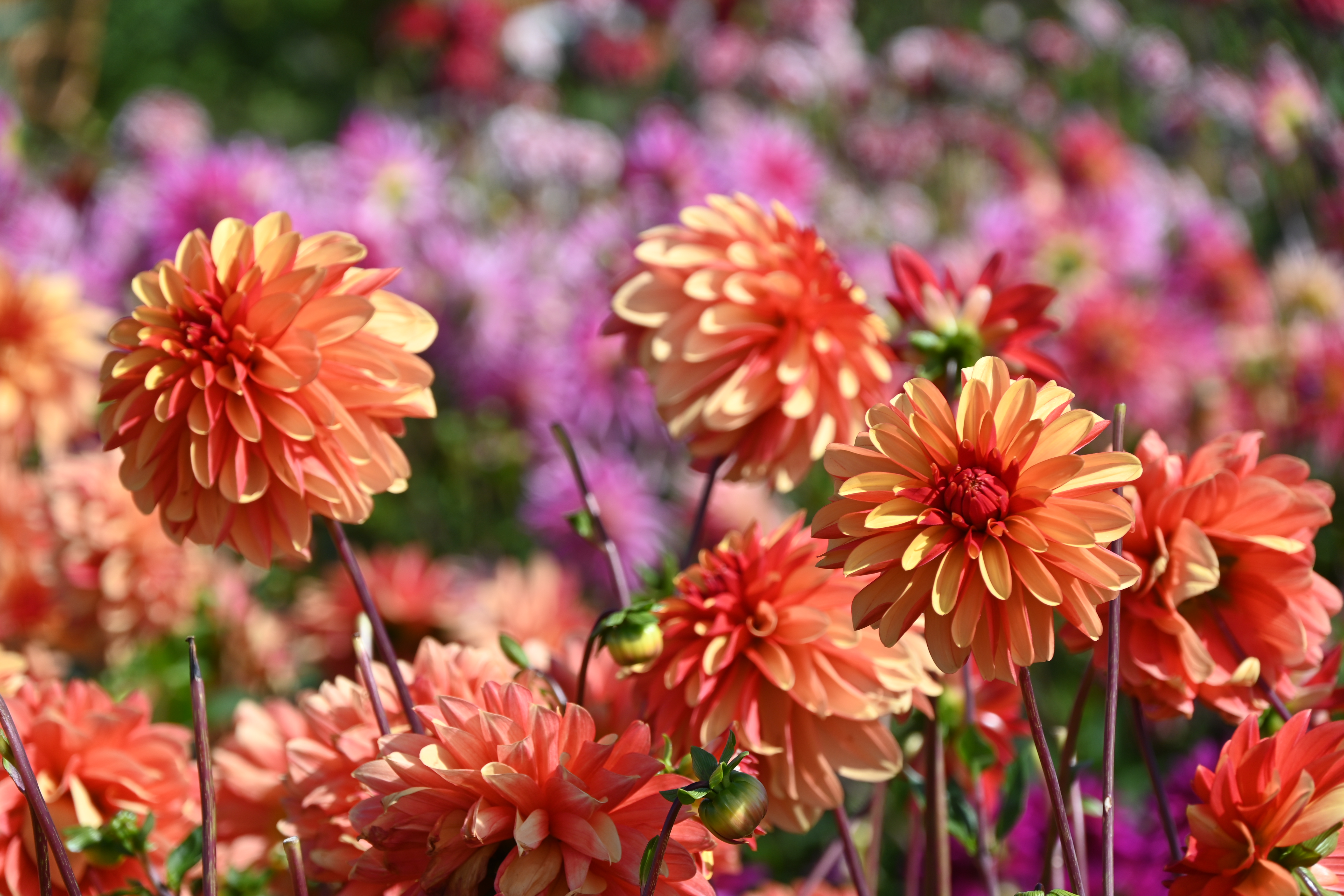 Hippeastrum_Bogota (3slider).jpg