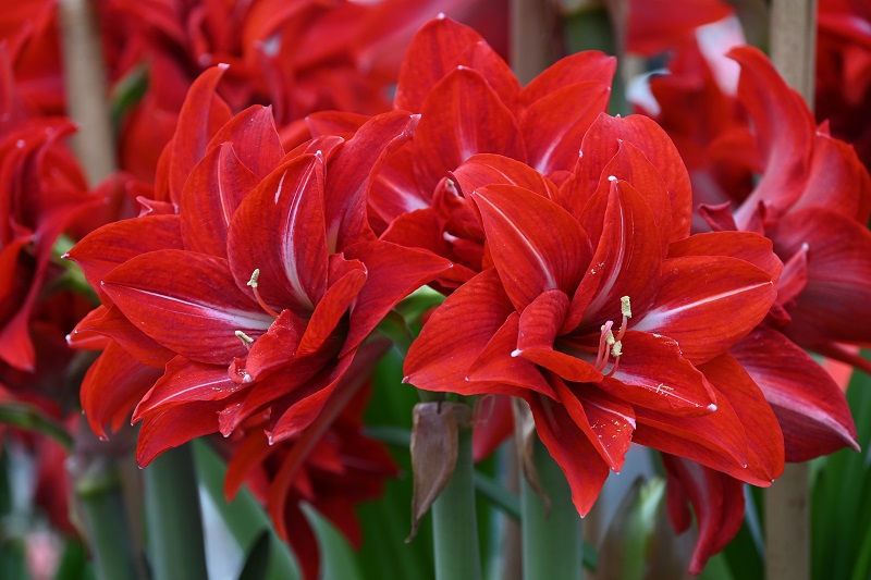 Hippeastrum_Bogota (3slider).jpg